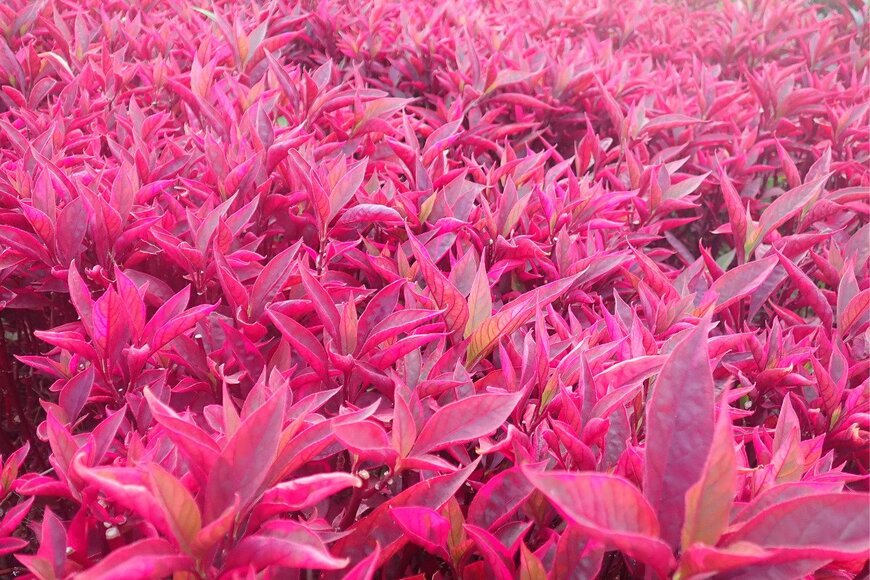 Merupik Rupik/istockphoto.com