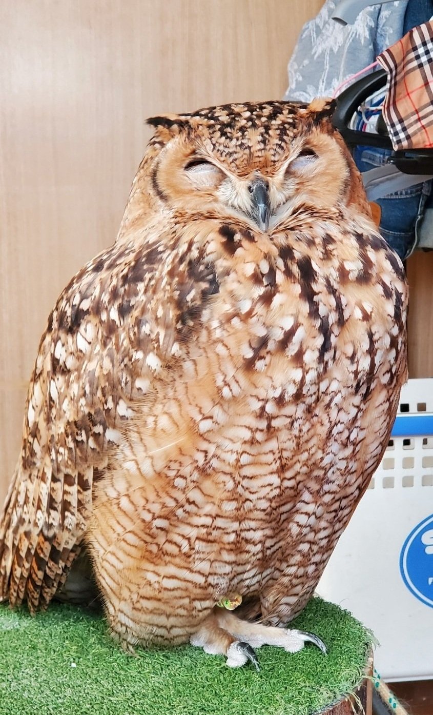 出所：@NORIKO_Rye