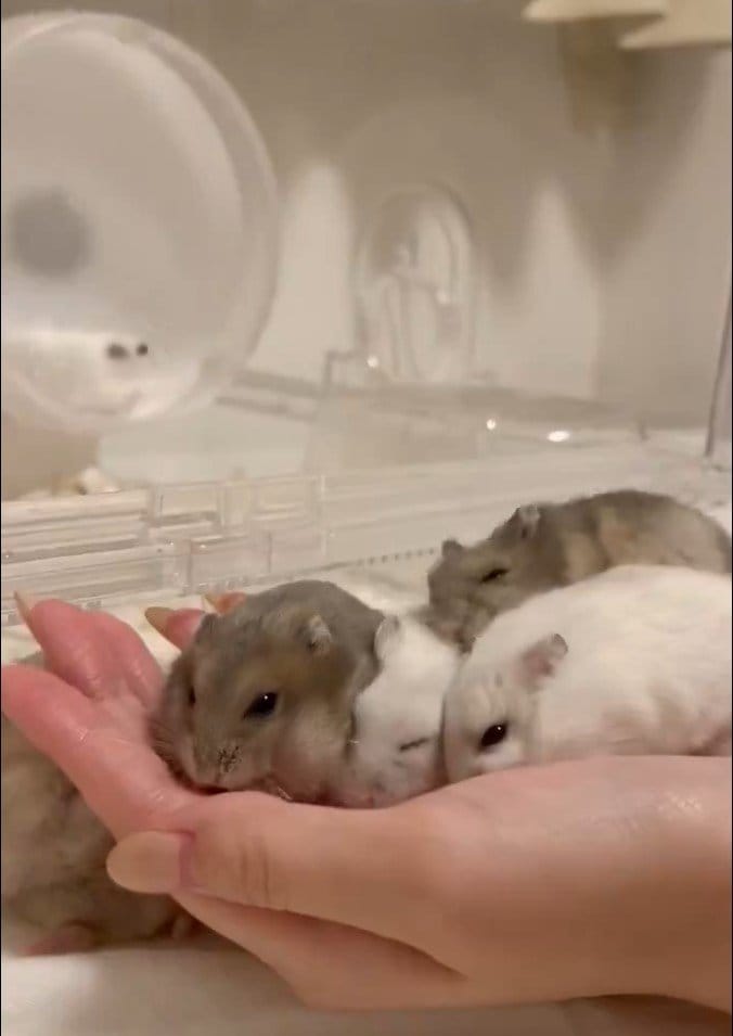 出所：@riceandokaki