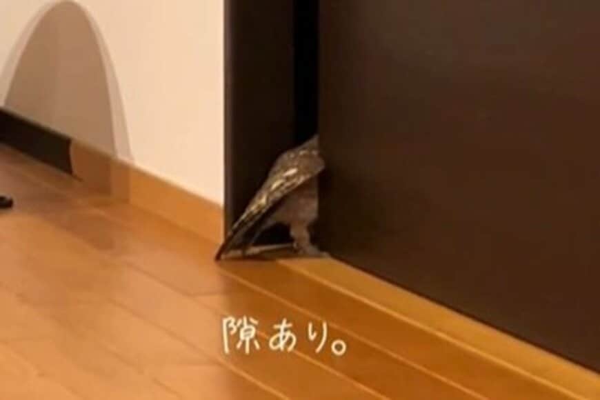 立ち入り禁止の部屋が「気になるフクロウ」→千載一遇のチャンスを前にした際の行動がかわいい…