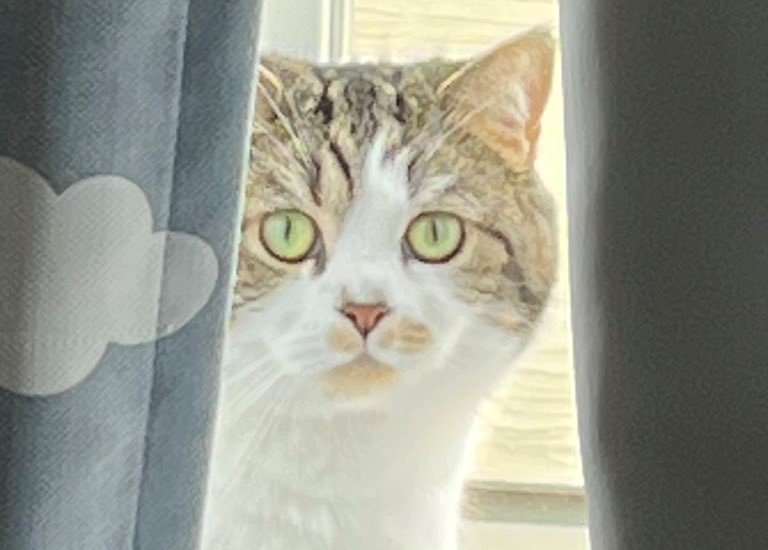 出所：@torotolo106106