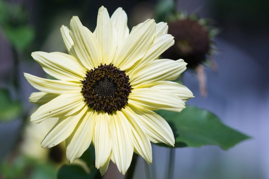 Ewa-Saks/shutterstock.com