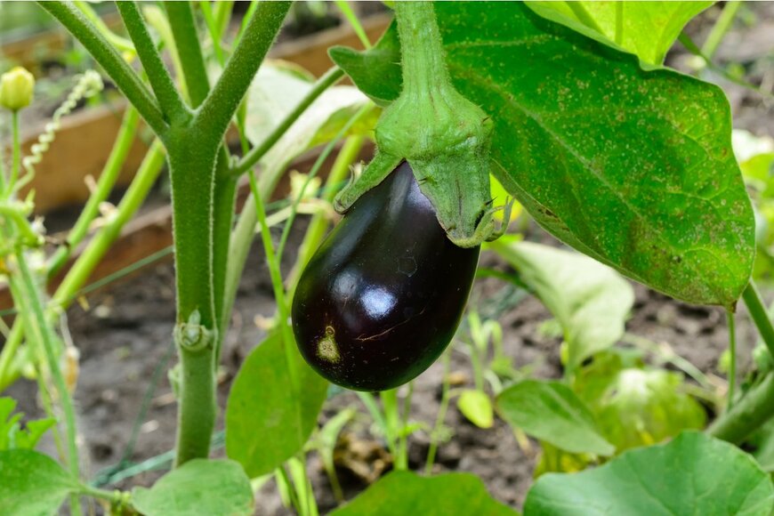 Elena_Alex/Shutterstock.com