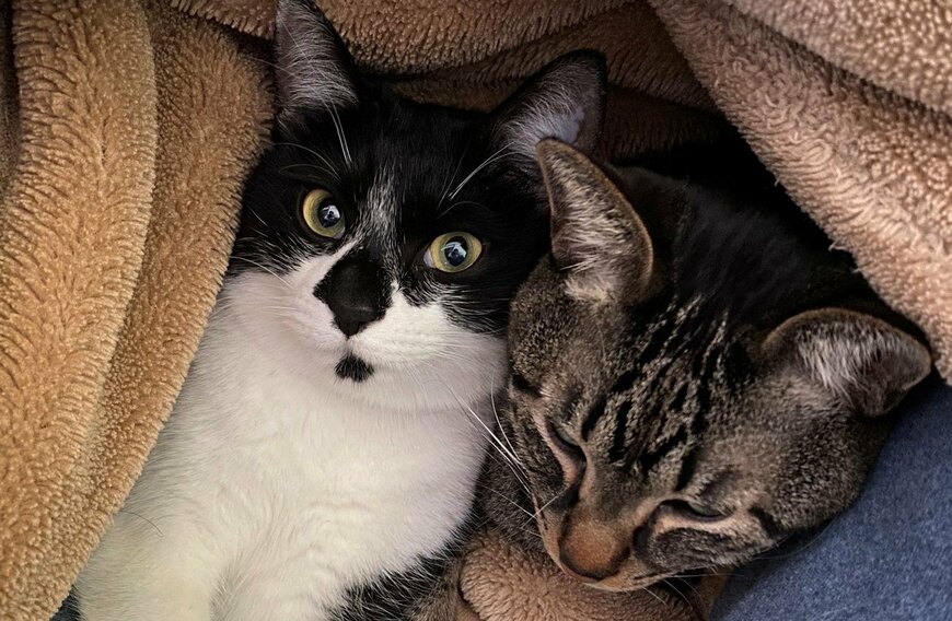 出所：@00shitemita