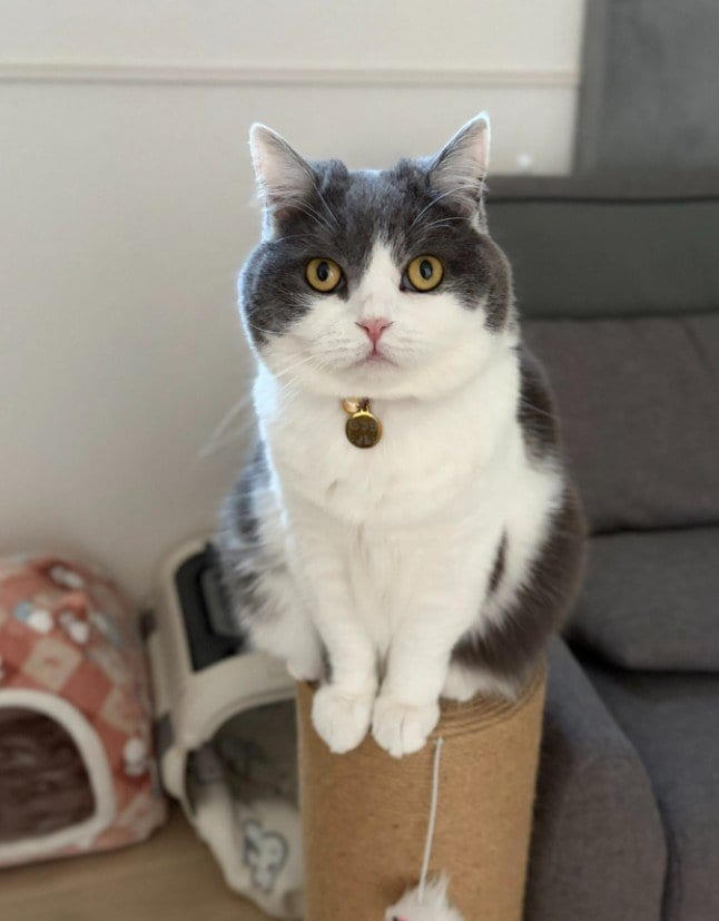 「暑さでイモムシみたいに伸びてる」気品あふれる美猫がテーブルで完全に溶けた夏の日の姿にほっこり