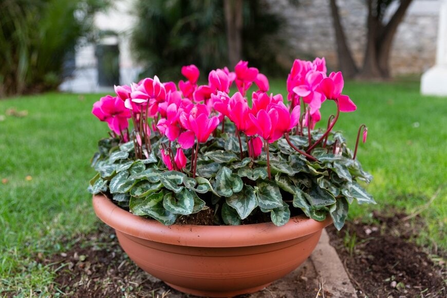 Pietro Tasca/Shutterstock.com