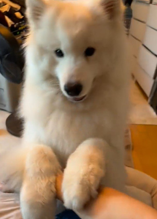 出所：@samoedsoran