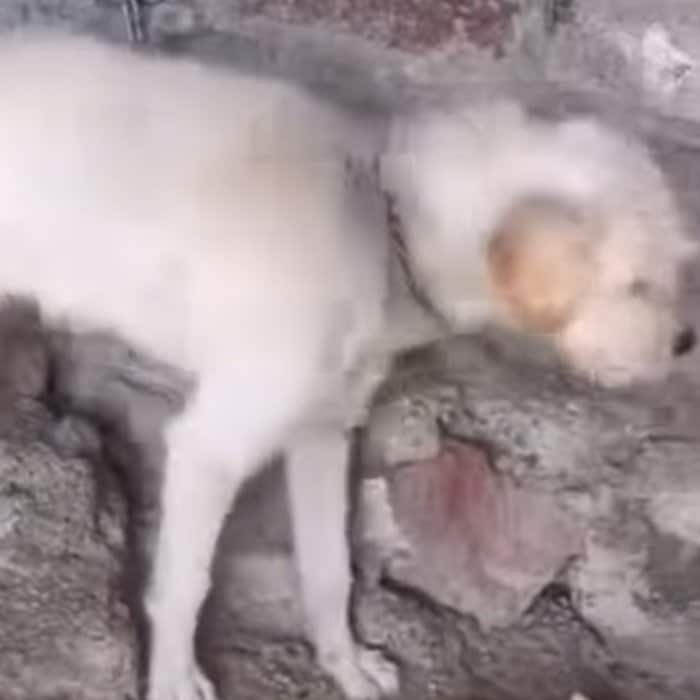 鎖に繋がれ「石を投げられていた犬」を保護→穏やかな日々を手に入れる軌跡に応援の声「罪のない命を救ってくれてありがとう」