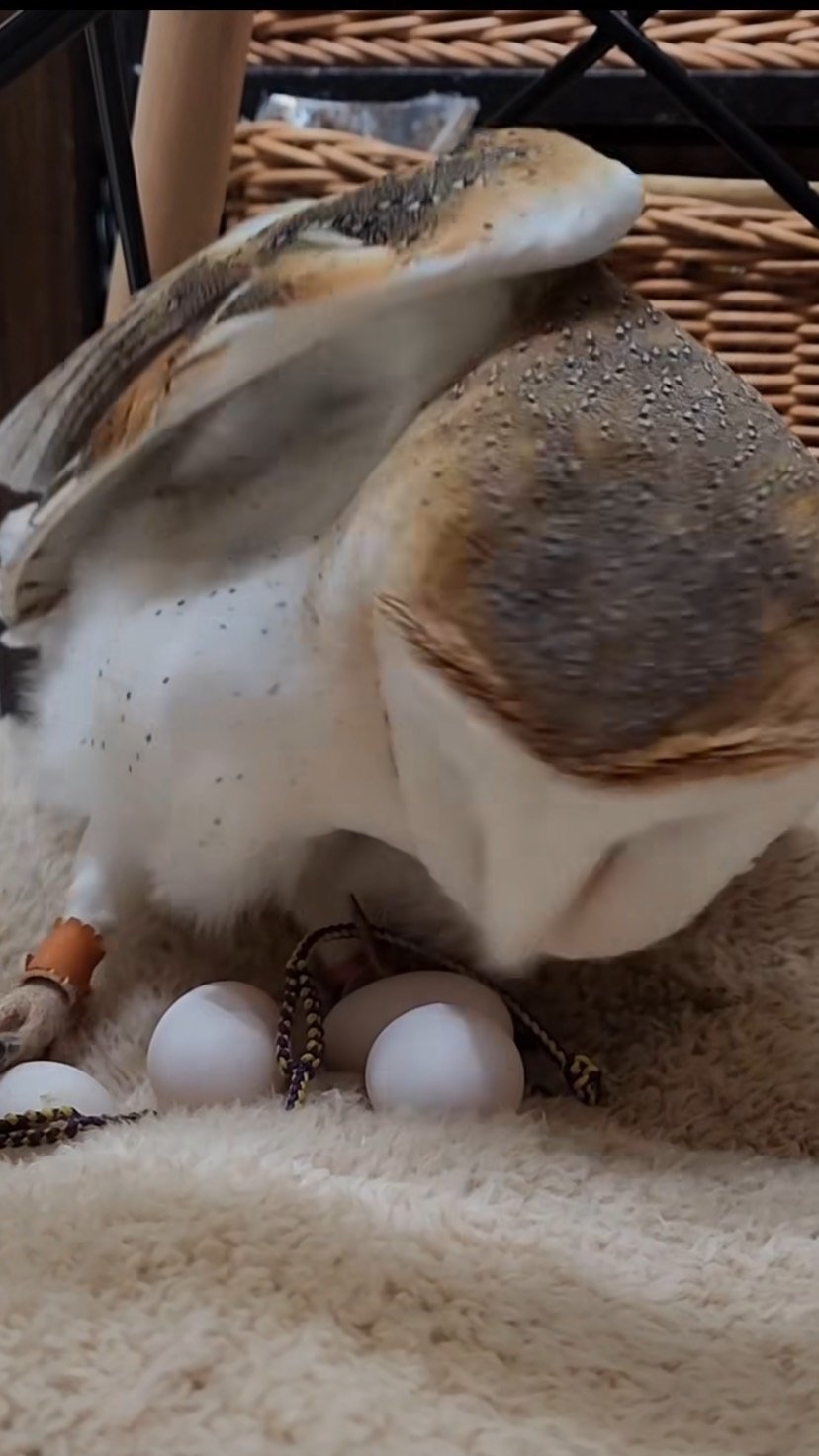 出所：@miki4wan108