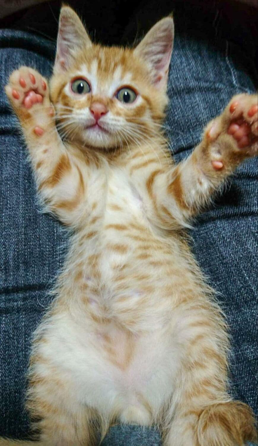 【子猫→成長後】猫の意外な変化が話題！思わず目を疑う表情に「迫力満点ですね」の声