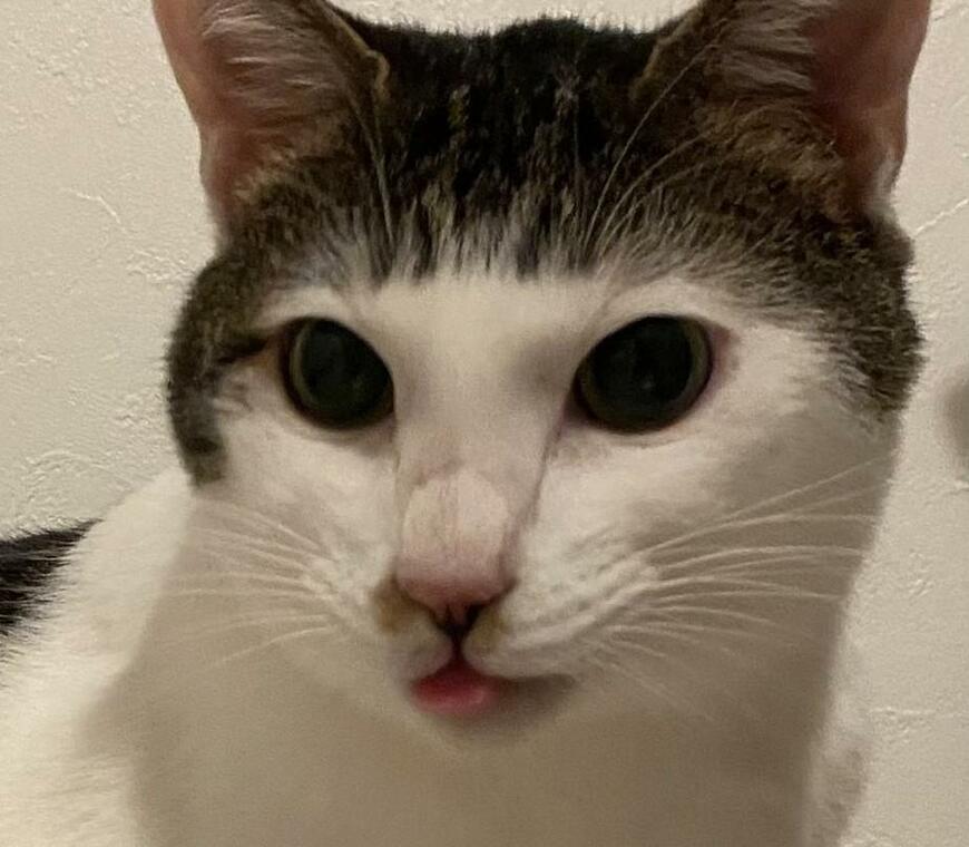 出所：@Saeroyi_cat