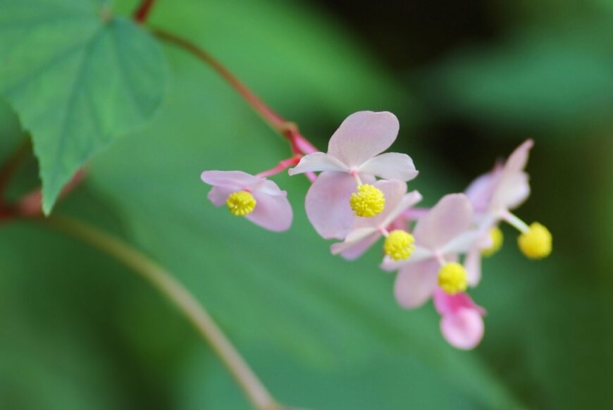 【ガーデニング】かなり日陰に強い〈多年草・常緑低木〉厳選3種！暗い庭でも植えっぱなしOKです