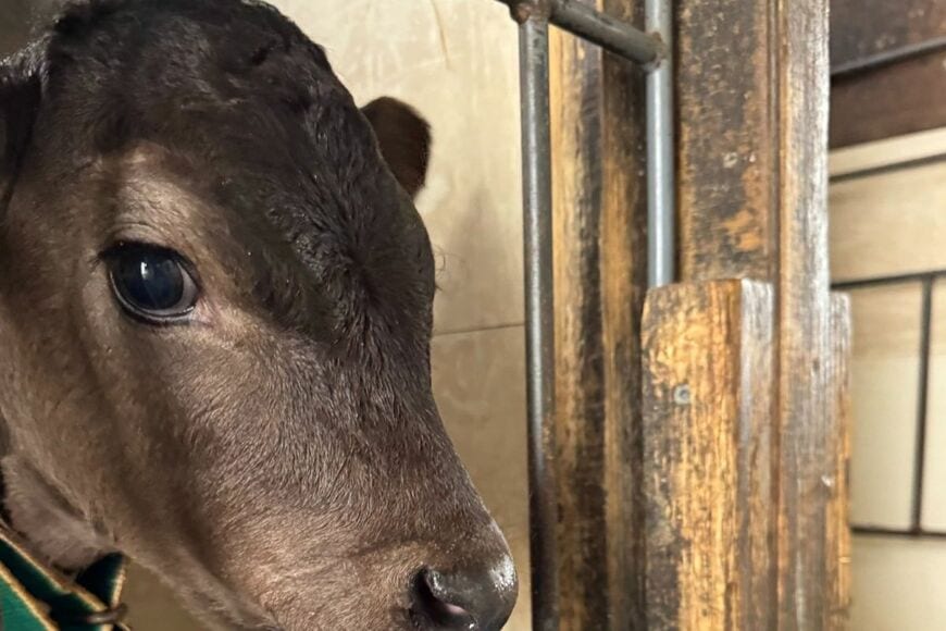 生後10日の“牛”を見ると…　口から「ミヤマクワガタ」をぶら下げるシュールな姿に笑ってしまう