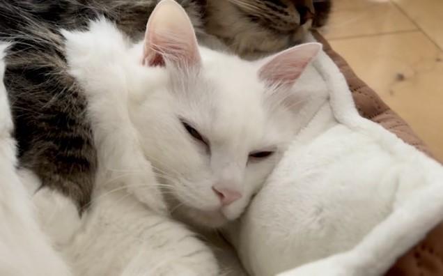 出所：@meltube_cat