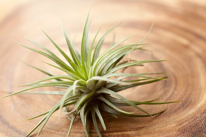 Piti Tan/shutterstock.com