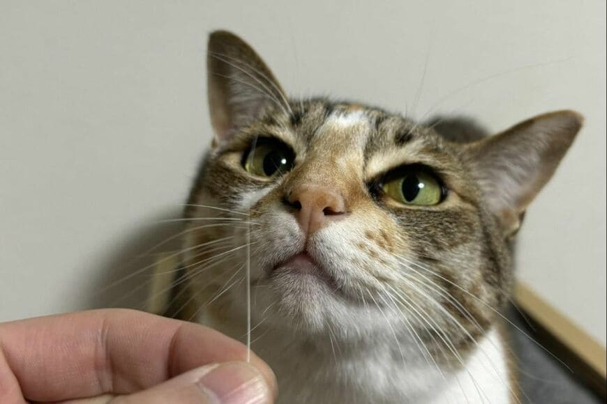 「猫のヒゲ」が落ちているのを発見　「とりあえず…」思わず笑ってしまう光景に18万回表示