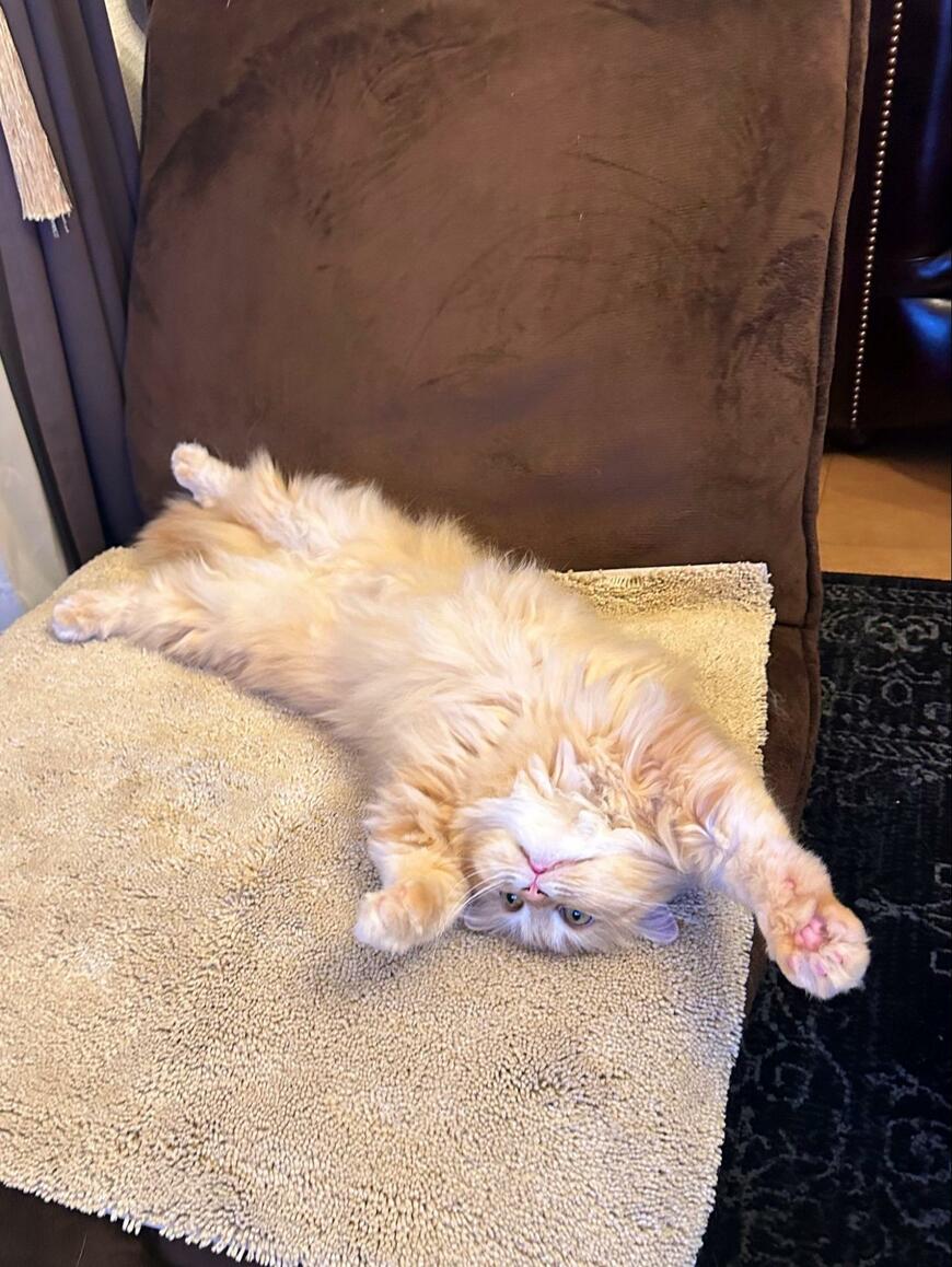 出所：@NEKOLAND13