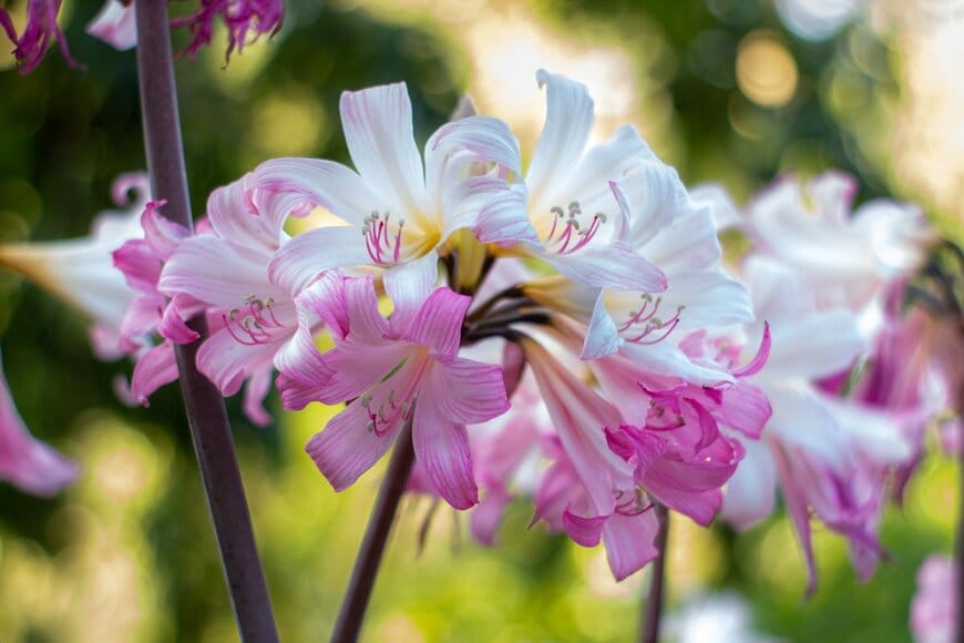 Vampyre Zen/shutterstock.com