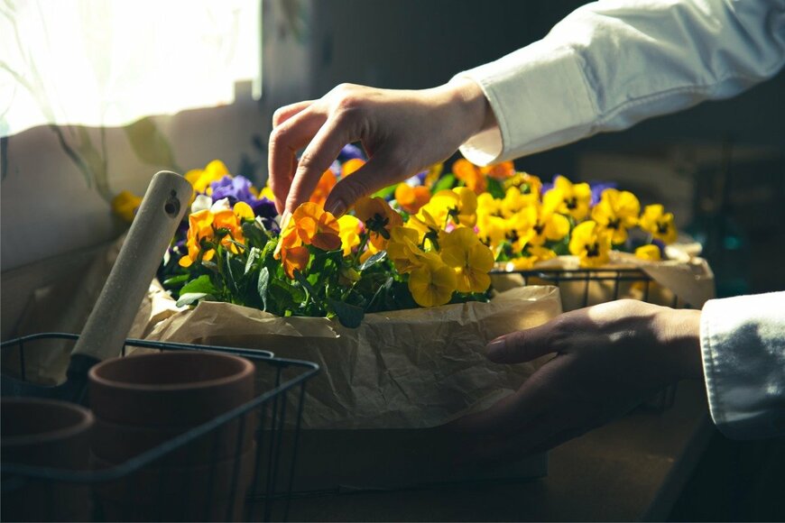 shironagasukujira/istockphoto.com