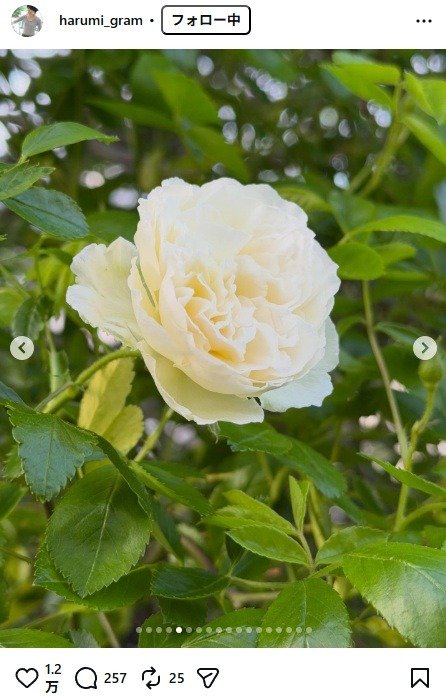 出所：栗原はるみのInstagram（＠harumi_gram）　参照日：2026年4月16日