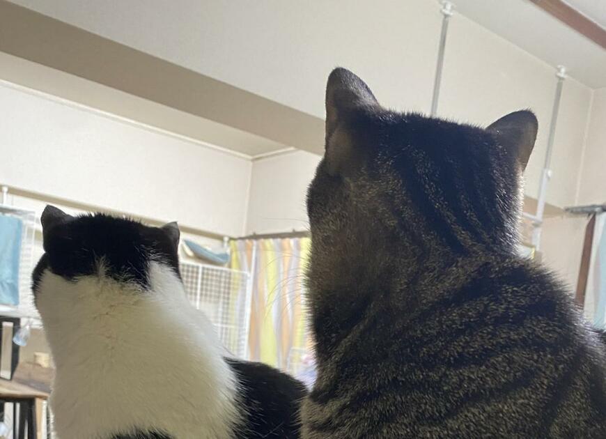 出所：@00shitemita