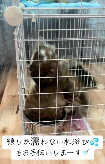 出所：@hitomimoko_reirukka