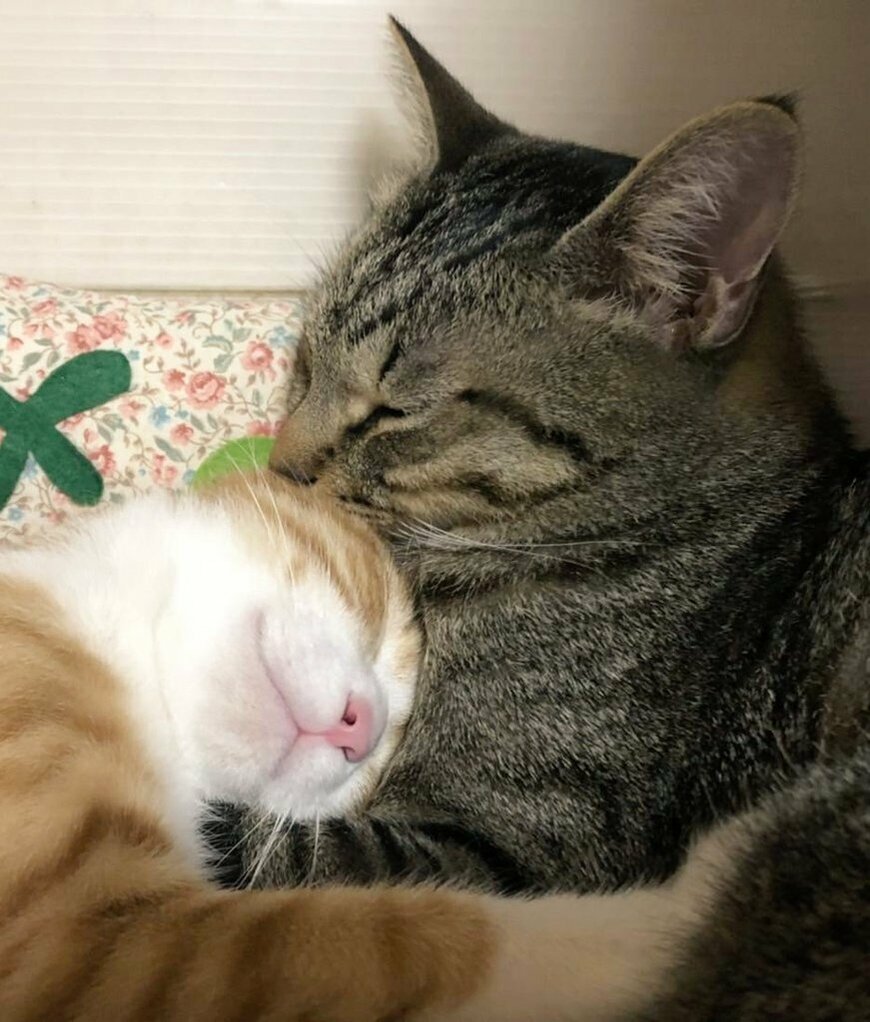 出所：@mero627puri914