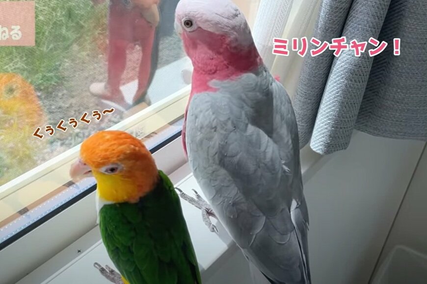 出所：@anz_omomiri