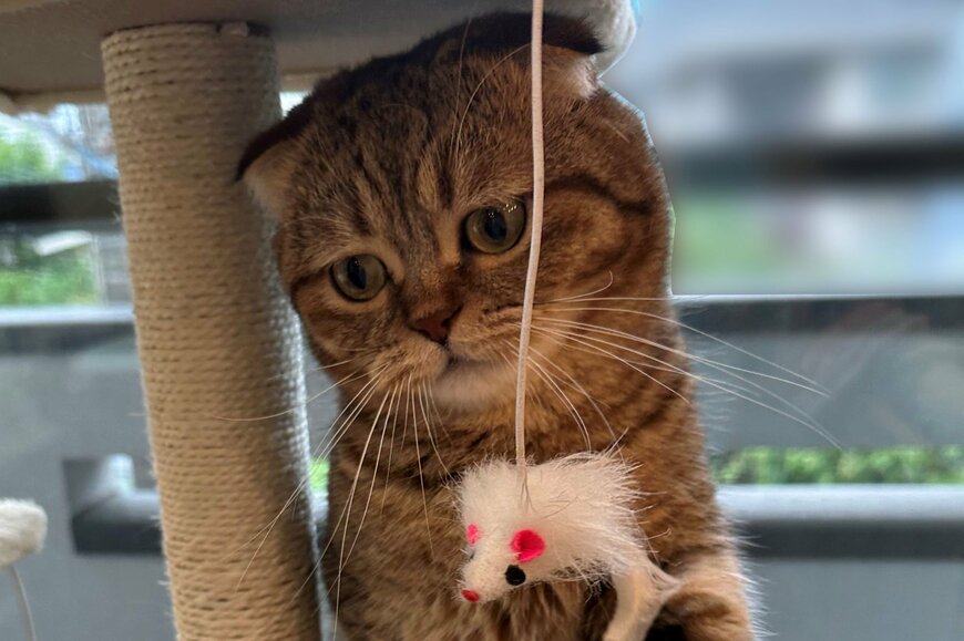 出所：@ponpokopontanu