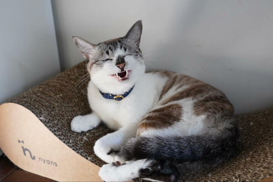 出所：@piennekomint