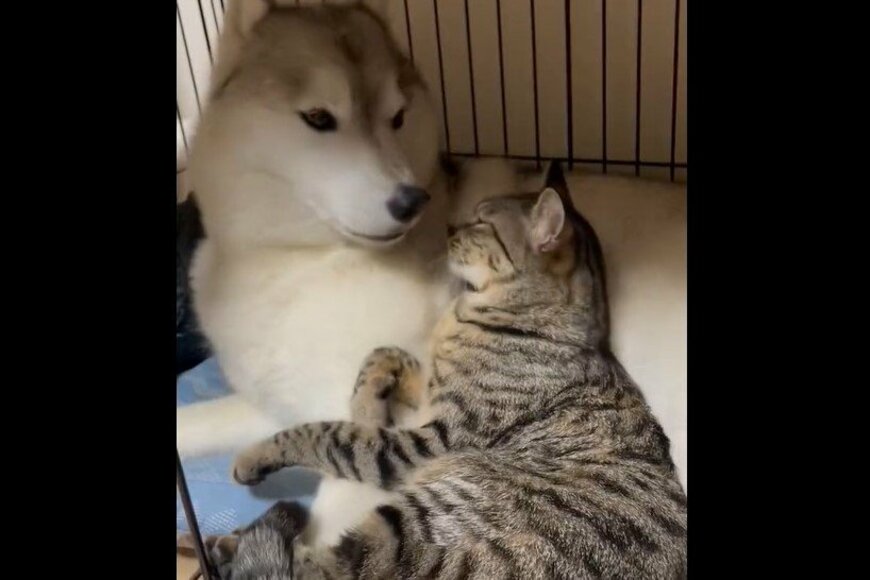 ハスキー犬と元保護猫「親子の相思相愛ぶり」が伝わる光景に反響