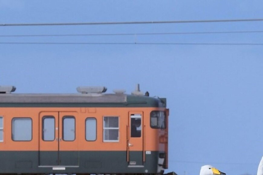 撮り鉄が新潟県で撮影した「電車と白鳥」　芸術的な1枚に絶賛の声