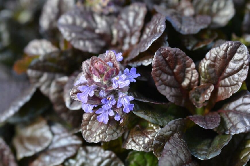アジュガ。花の色は薄い紫、葉はブロンズ色