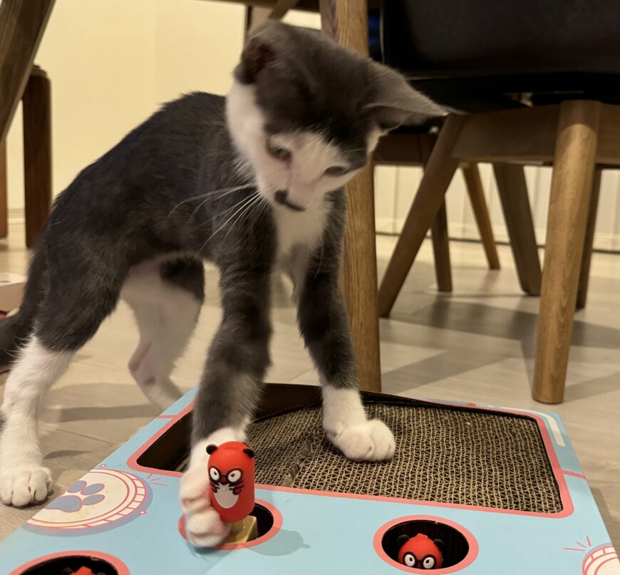 もぐらたたきする子猫