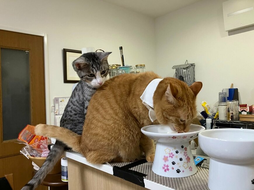 身を乗り出すサバシくん