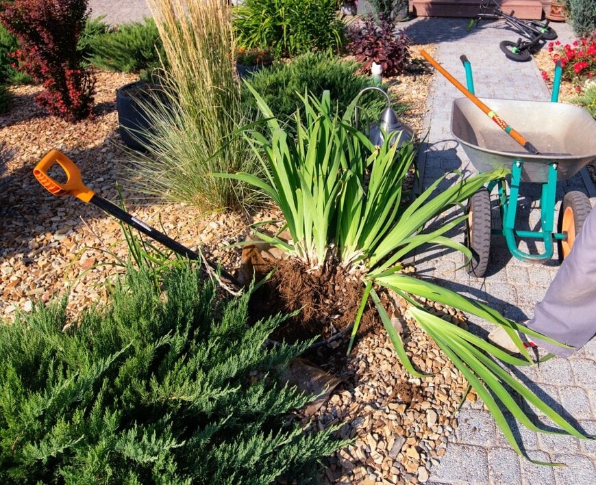 秋は宿根草のお手入れを紹介します