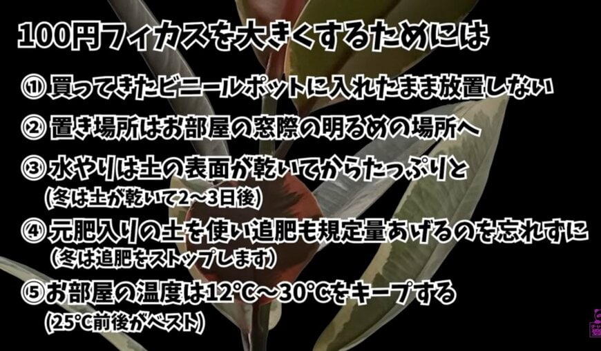 @kumapan「100円フィカスはどこまで育つ？3年間育てた結果」