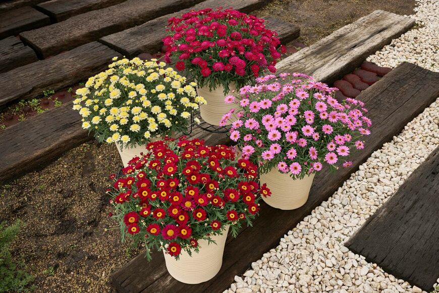 ボンザマーガレット　チェリー、ルビー、コスモスピンク、レモンイエロー