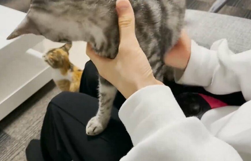 ゲームを全力で阻止する猫