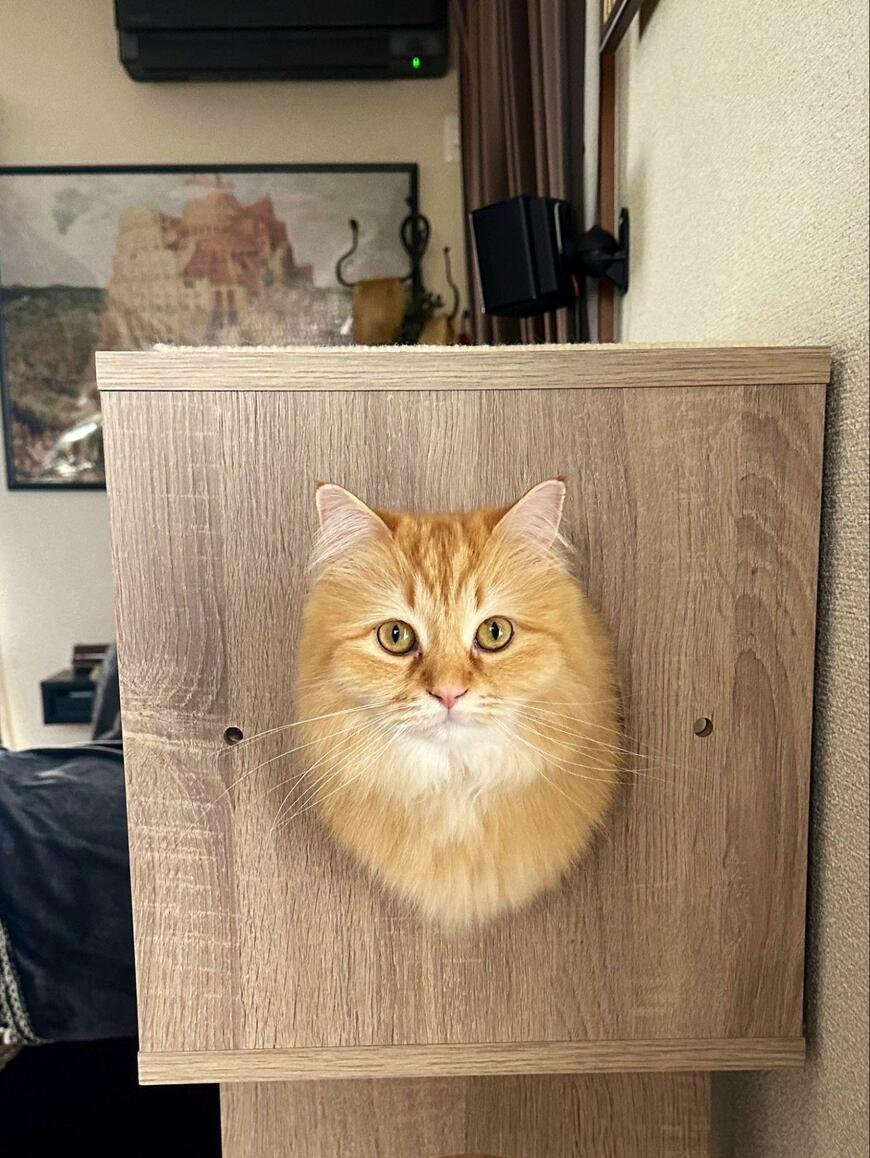 木枠にはまる猫