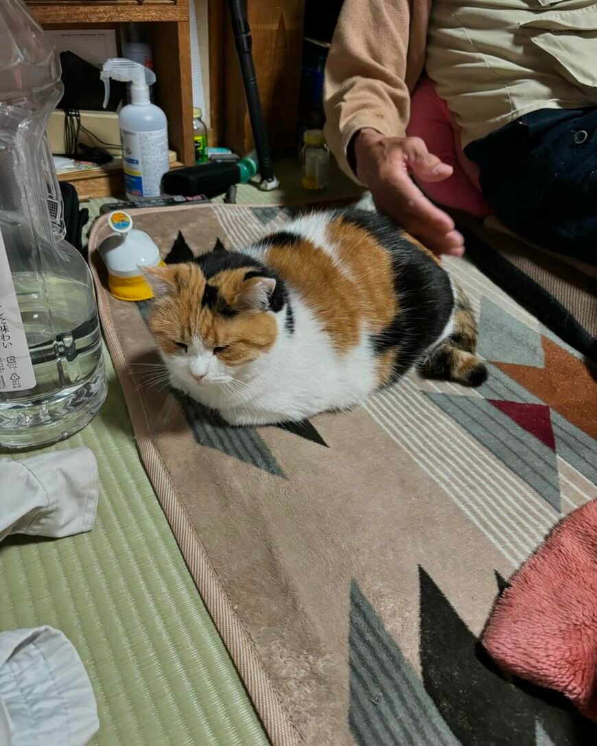 お父さんと猫