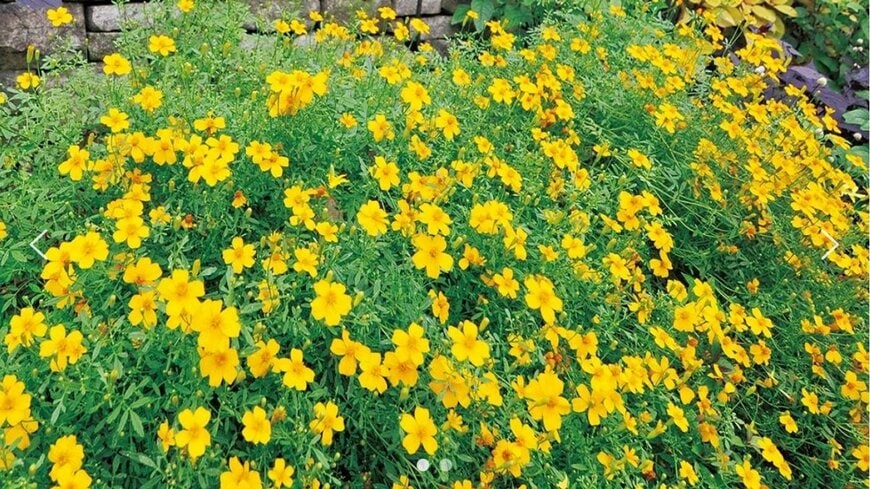 PROVEN WINNERS（プルーブンウィナーズ）　タゲテス ゴールドメダル