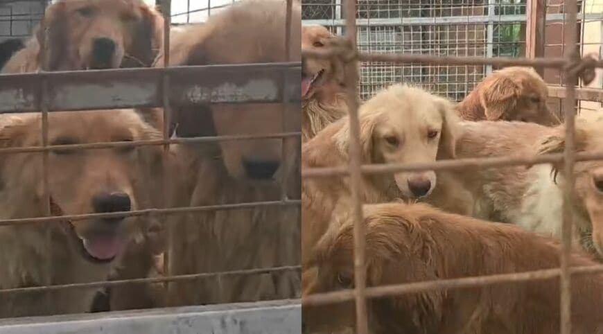 檻の中で保護された6匹の犬たち