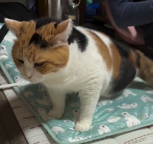 お父さんと猫