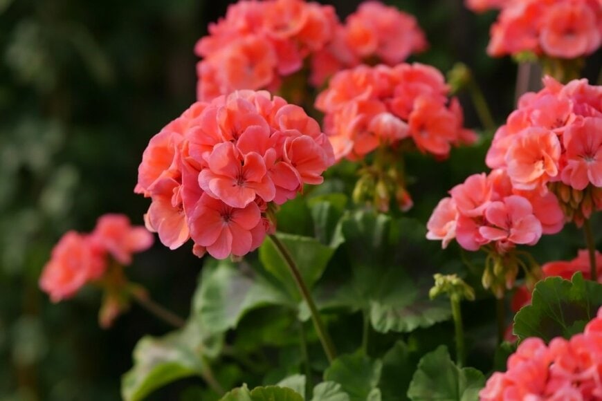 サーモンピンクの花を咲かせているゼラニウム