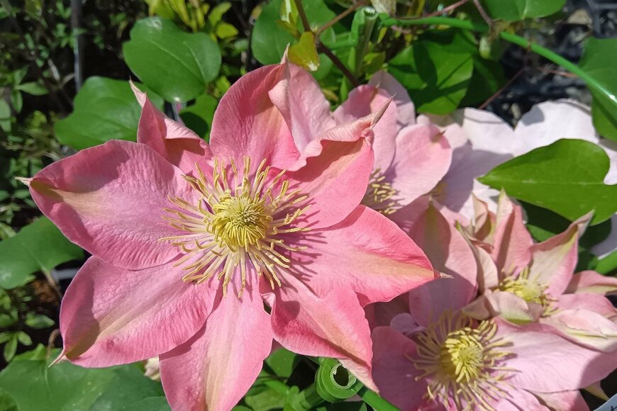 アプリコットピンクのリトルマーメイドの花