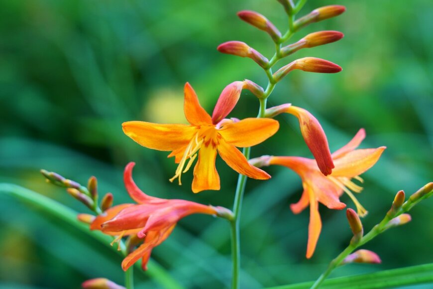 オレンジのクロコスミアの花が咲いている