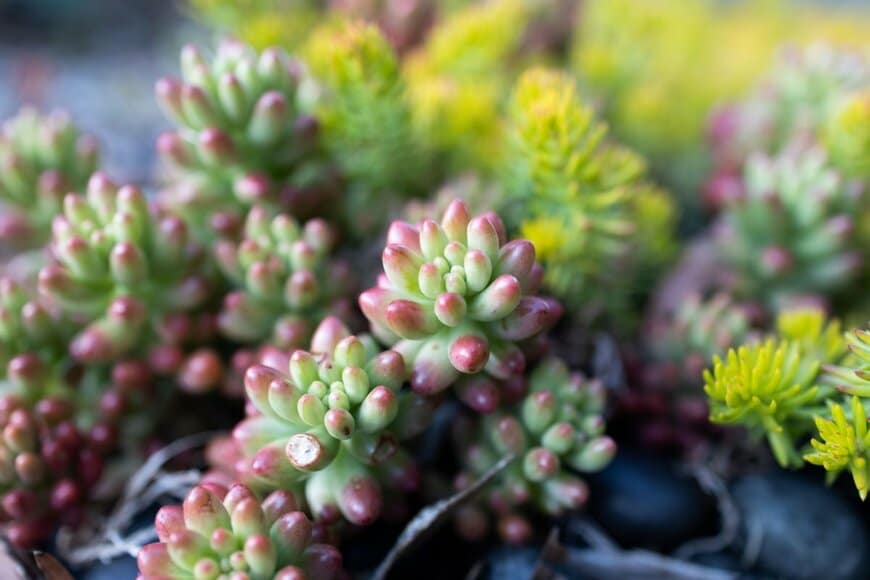 多肉植物セダムの虹の玉