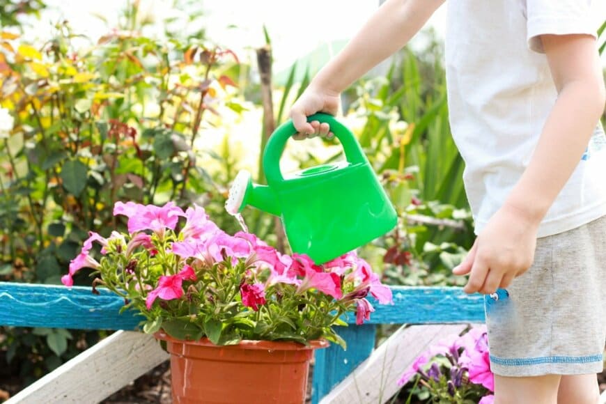 鉢植えのペチュニアに水をやる様子