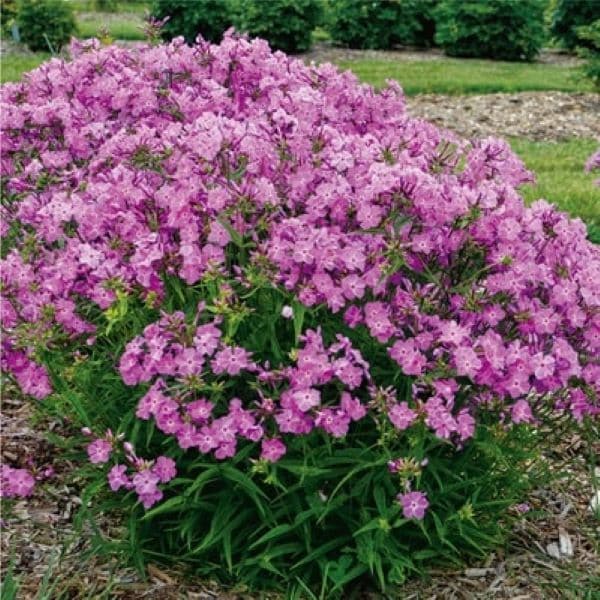 PROVEN WINNERS(R) フロックス オープニングアクト